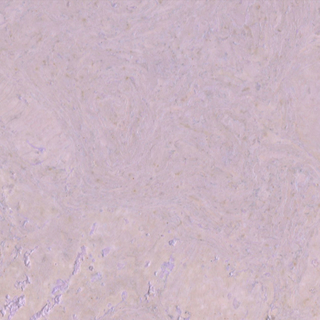 Picture of Globus Cork - Nugget Texture 12 x 12 Lavender